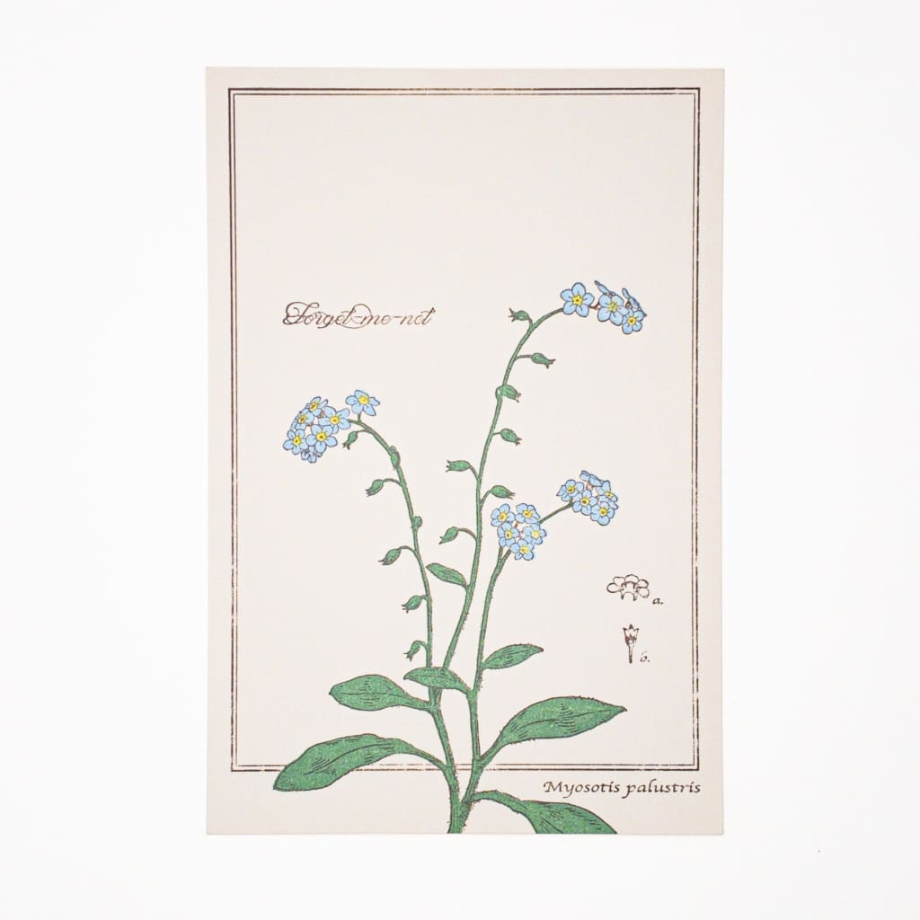 Letterpress Forget Me Not Postcard – Japan Stationery