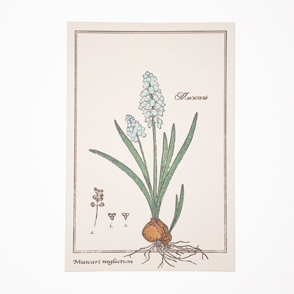 Letterpress Hyacinth Postcard - Cards Japanese Stationery